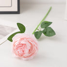 tangerine_rose_bloom_on_white
