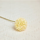 closeup_texture_pompom_bloom