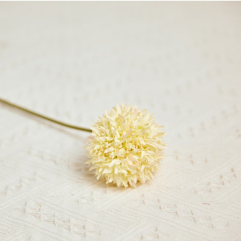 closeup_texture_pompom_bloom