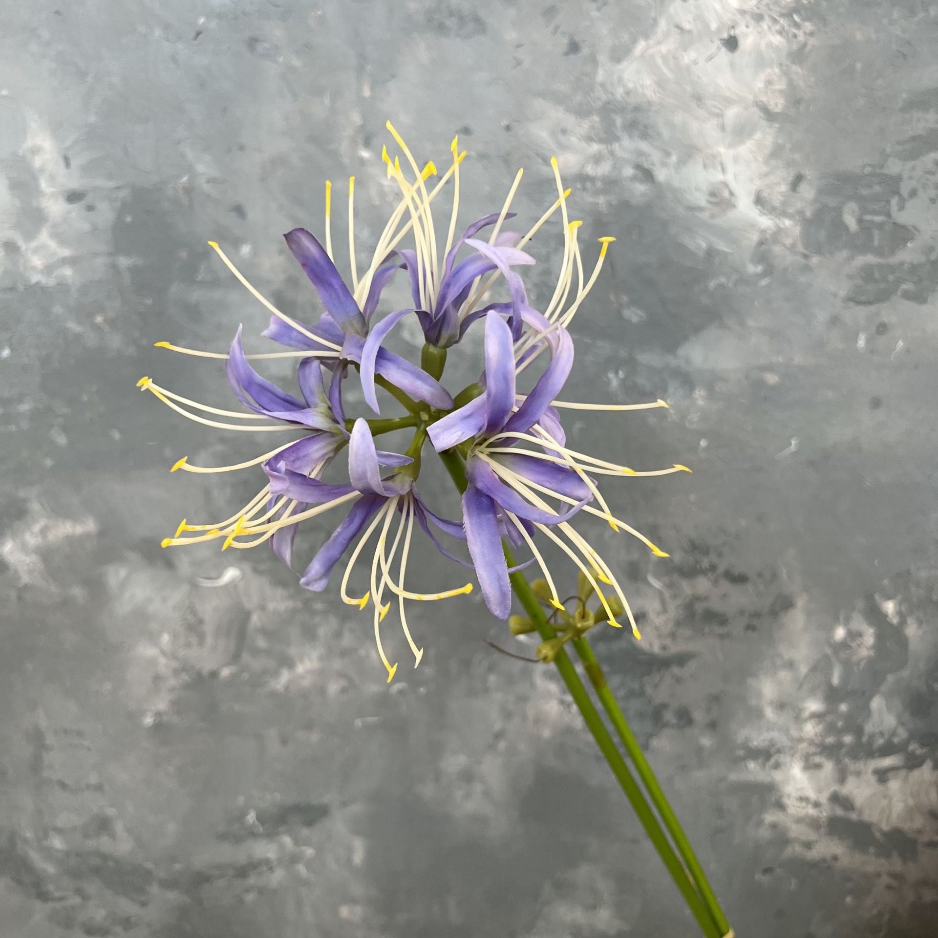 burgundy_red_spider_lily_stem