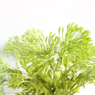 spring_green_simulation_umbel_plant_pick