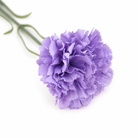 carnation_editorial_home_shot