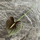 burnt_orange_faux_anthurium_bloom