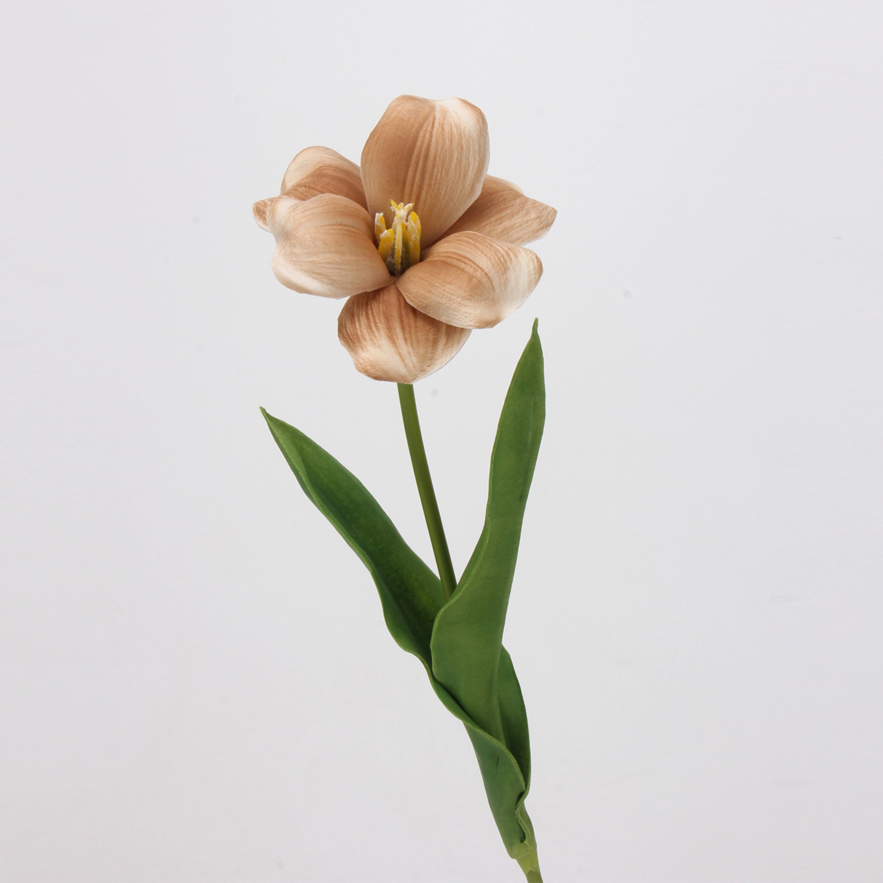 dusty_shade_clematis_modern_styling