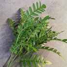 Burgundy artificial locust stems for vintage wedding