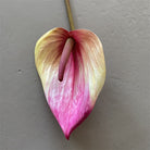 assorted‑color‑artificial‑anthurium‑stems‑diy‑craft‑material