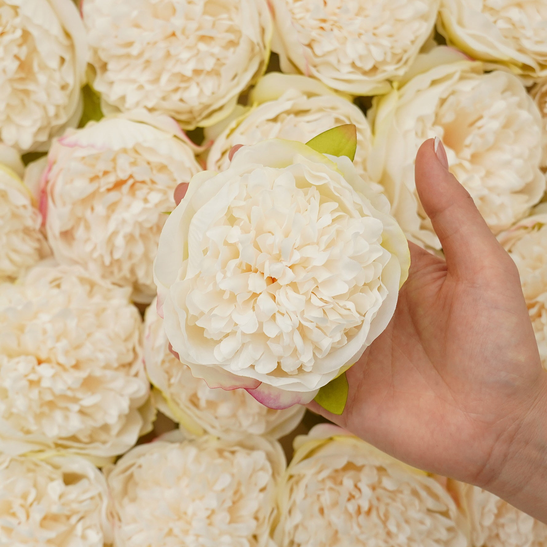 realistic-peony-bloom