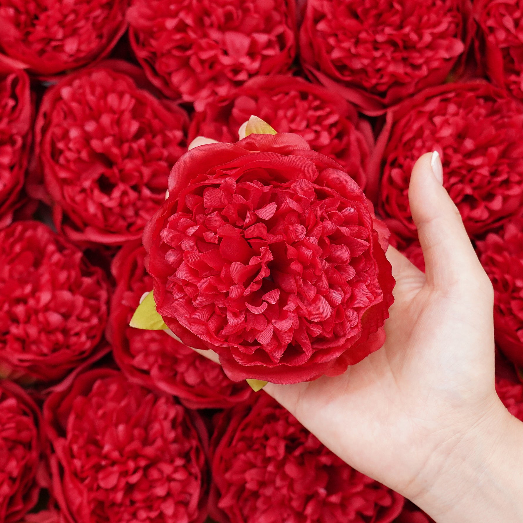 burgundy-peony-flower