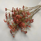 dried_gypsophila_vintage_tan_bunch