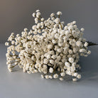 dried_baby_breath_cream_sprigs
