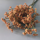 dried_gypsophila_white_stem