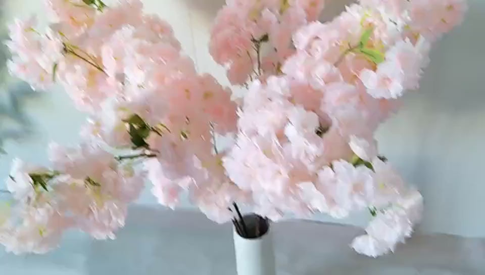 pure_white_cherry_blossom_long_stem