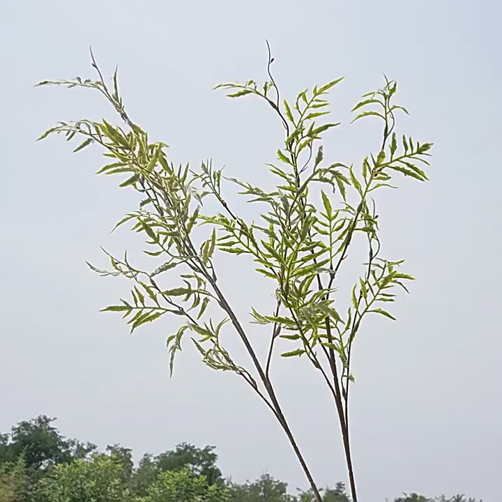 green fern leaves flower material 