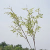 green fern leaves flower material 