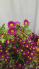 silk_daisies_white_knit_mat