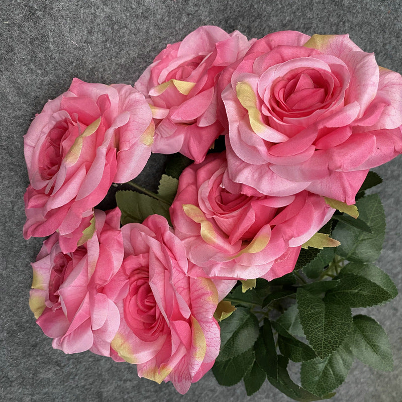 creamy_gradient_yellow_rose