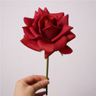 blush_rose_single_bloom_studio_pic