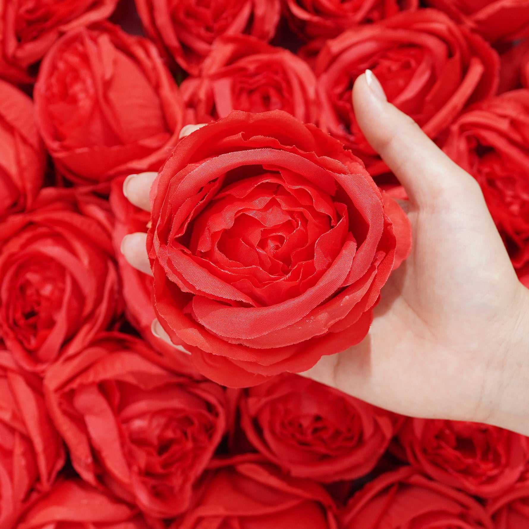 colorful rose head for floral arrangement
