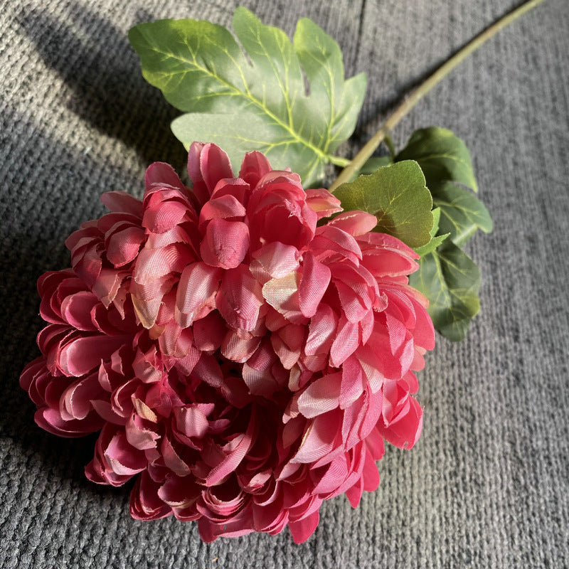 single_stem_pink_chrysanthemum_shot