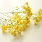 apricot_gypsophila_small_bundle_pic