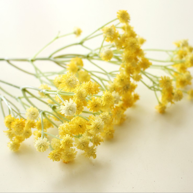 apricot_gypsophila_small_bundle_pic