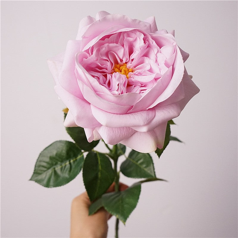 mixed_color_garden_rose_collection_grid