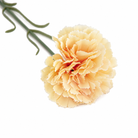 carnation_photobooth_backdrop