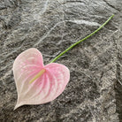 royal_blue_artificial_anthurium