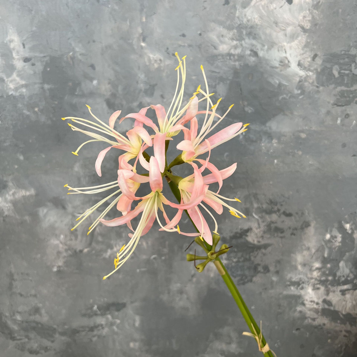 deep_blue_spider_lily_on_cement