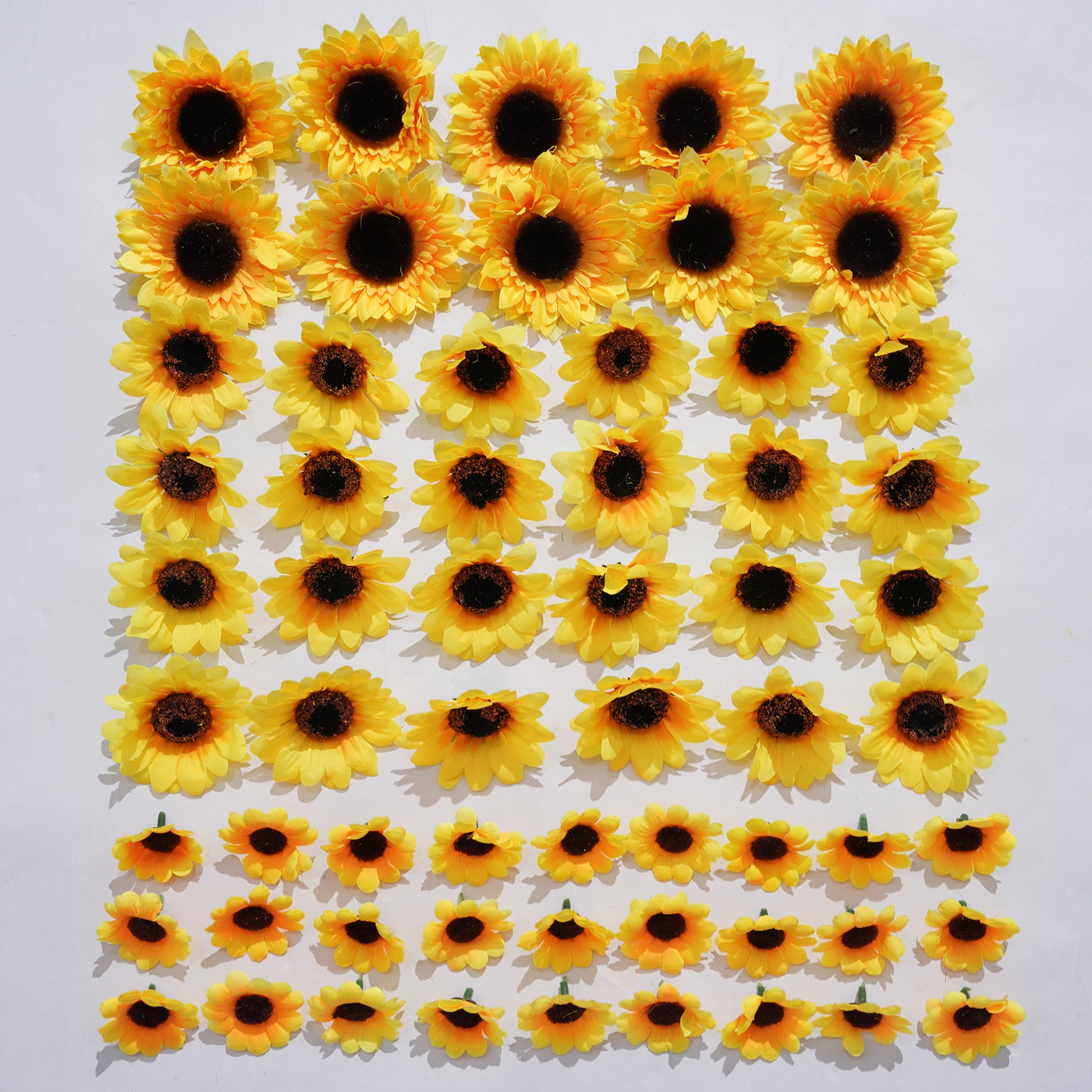 sunflower_head_size_measurement