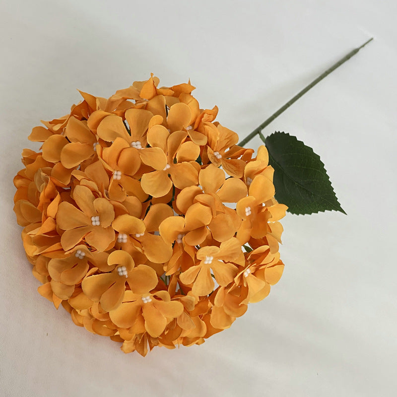 hydrangea-flower-color-collection