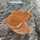 single_blue_anthurium_bloom
