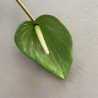 faux‑anthurium‑bloom‑long‑stem‑event‑centerpiece