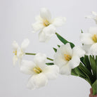 white_clematis_spray_green_foliage