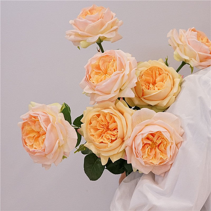 lavender_blush_garden_rose_double_stem