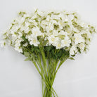 green_leaf_white_wild_rose_bouquet