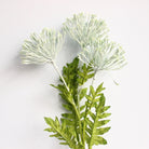 lime_green_simulation_lace_leaf_branch