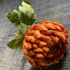 blush_peach_chrysanthemum_bloom_close