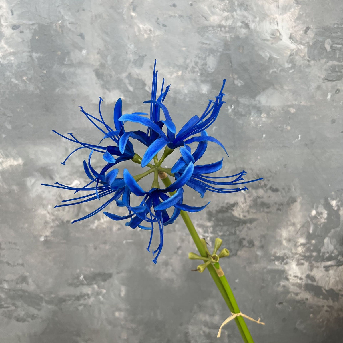 neutral_light_spider_lily_stem