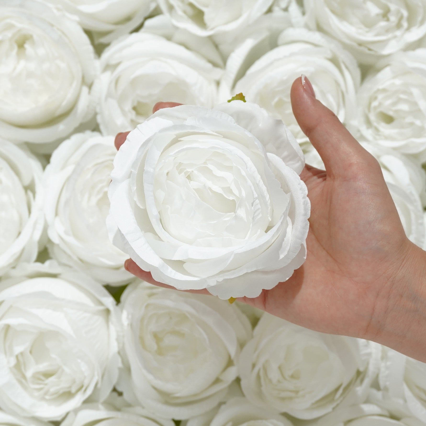 white rose head for floral arrangement