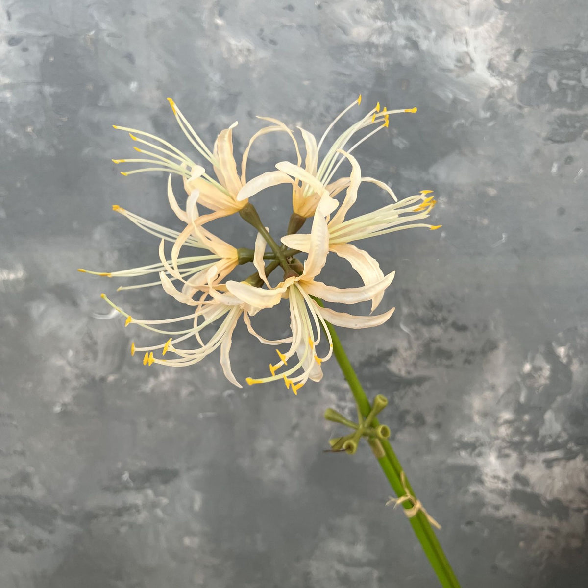 warm_orange_spider_lily_single_stem