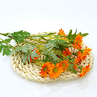 fake_chrysanthemum_color_variety