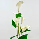 Cream silk calla lily for home interior decoration