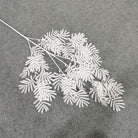 multi_color_mimosa_white_background