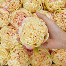 diy-peony-supply
