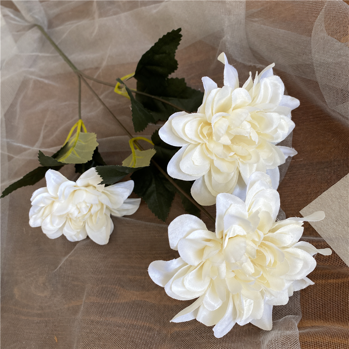 dahlia_bulk_supply