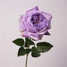 lilac_garden_rose_clean_background_view