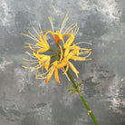 light_cream_spider_lily_with_stem