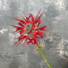 autumn_spider_lily_floral_supply