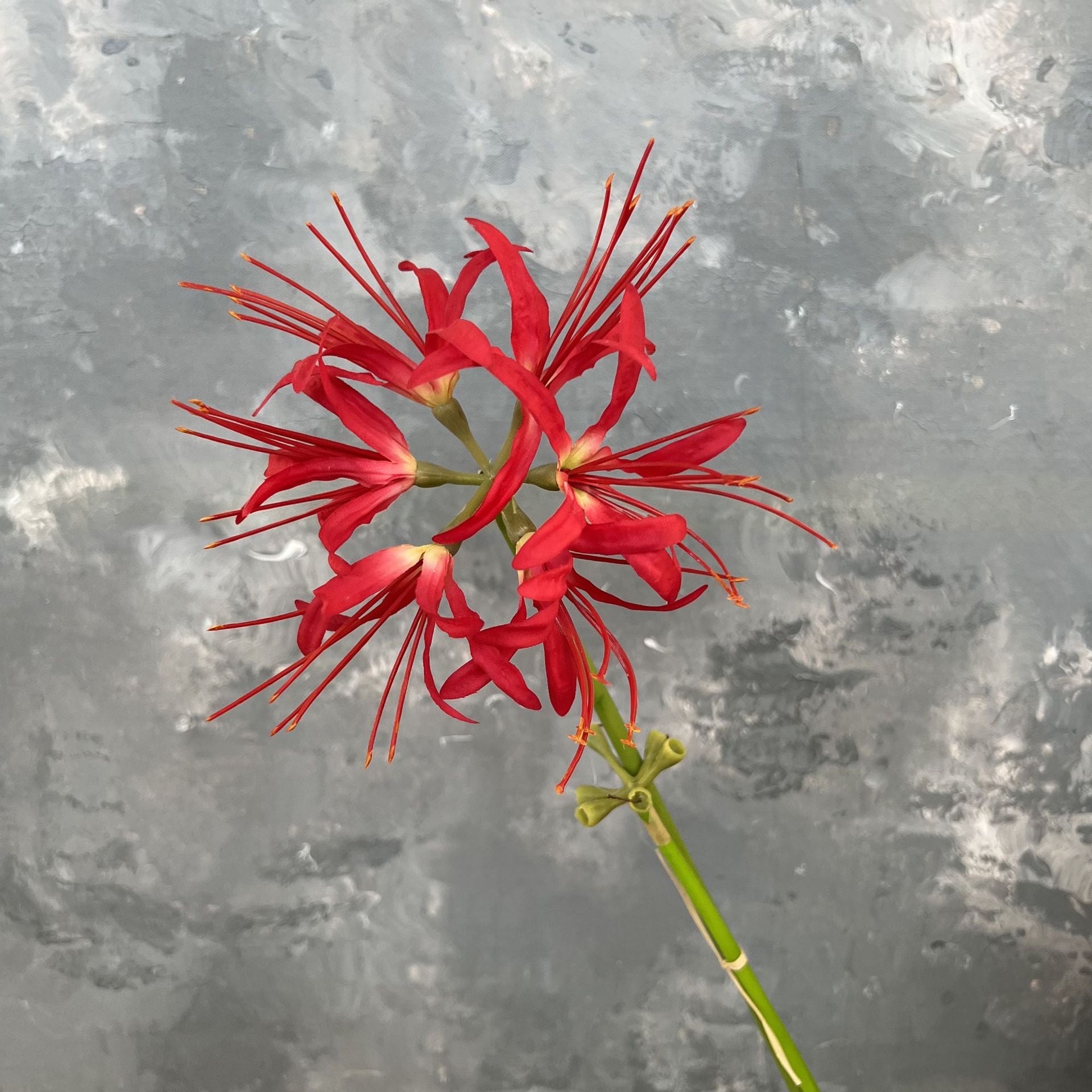 autumn_spider_lily_floral_supply